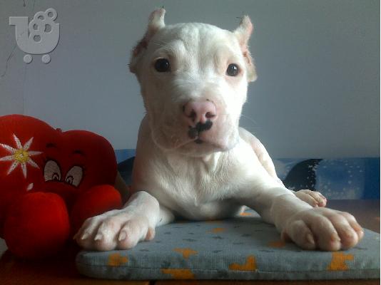 Ντόγκο Αρτζεντίνο – 380 euro